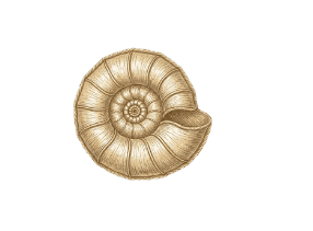 Swara shell logo